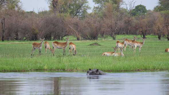 Hippos in a lake with a herd of impala antelopes in the background