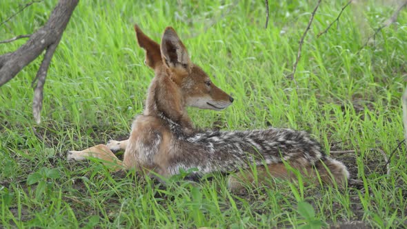 Black-backed jackal resting under a tree 