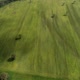 Aerial View Trees And Field - VideoHive Item for Sale