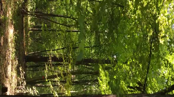 Vertical Video of a Forest Landscape on an Autumn Day in Ukraine