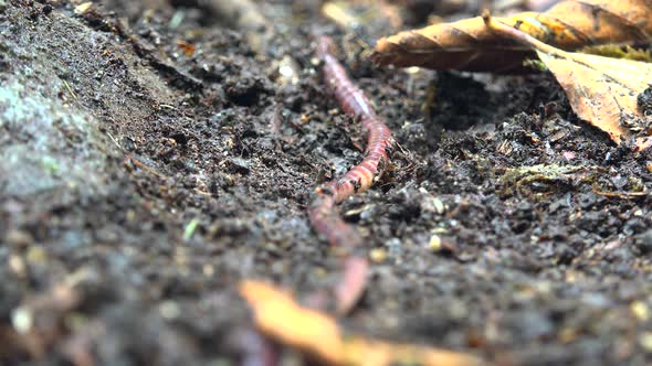 Earthworm Going