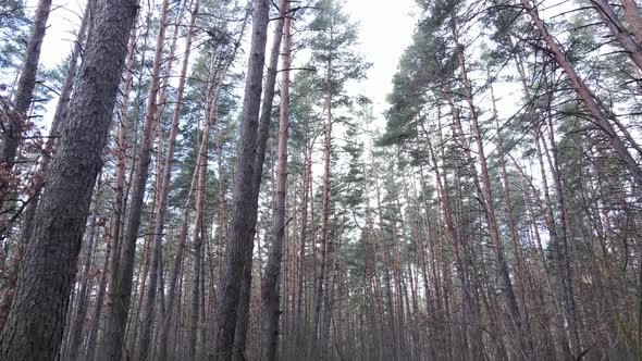 Trees in a Pine Forest During the Day Aerial View