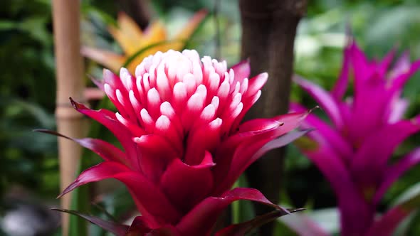 Bromeliad red flower is a close-up in natural environment.