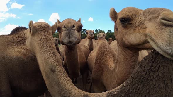 Zooming out from a close up of a large group of curious camels eyeballing the camera. Slow motion wi