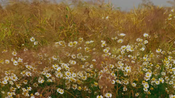 Summer Meadow With Blooming Wild Flowers Matricaria Chamomilla Or Matricaria Recutita Or Chamomile