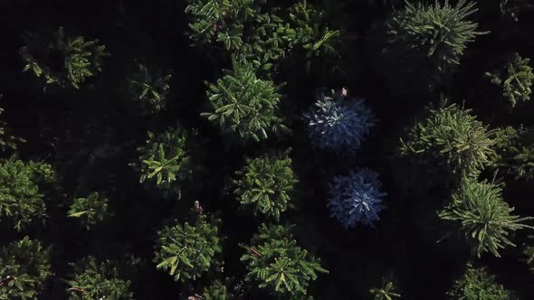 Aerial ascending shot above Christmas trees