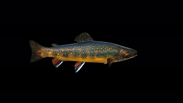 4K Brown Trout Fish