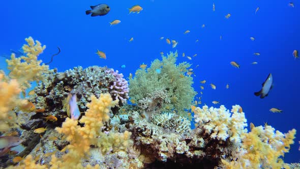 Tropical Corals World