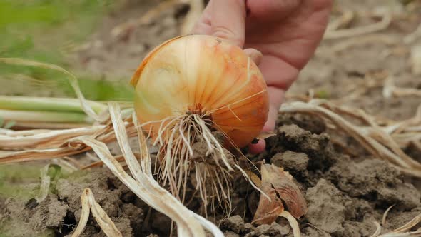 Female Farmer Hands Pulling Out Headed Onion From The Dry Ground