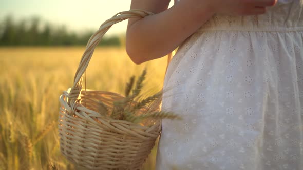 A Young Woman Is Walking on a Yellow Wheat Field with a Basket in Her Hands. Straw Basket with