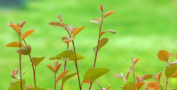 Raining on Leaves 3