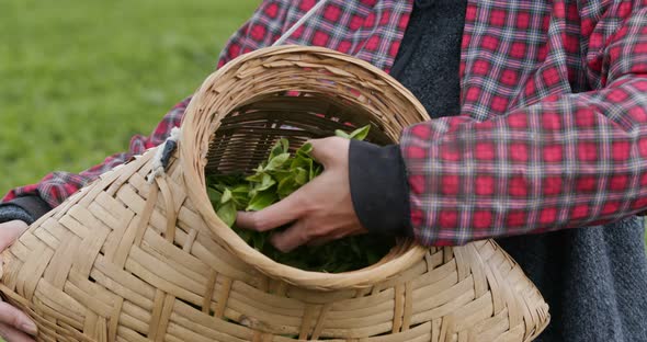 Woman pick green leave in the tea farm