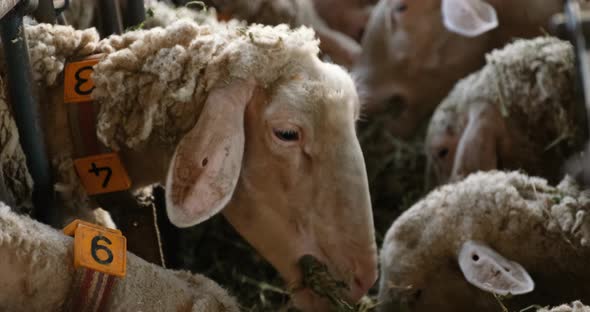 Sheeps on a Flock Farm