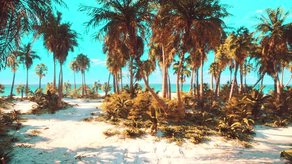 Tropical Beach with White Sand Turquoise Water and Palm Trees