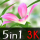 Wonderful Flowers - VideoHive Item for Sale