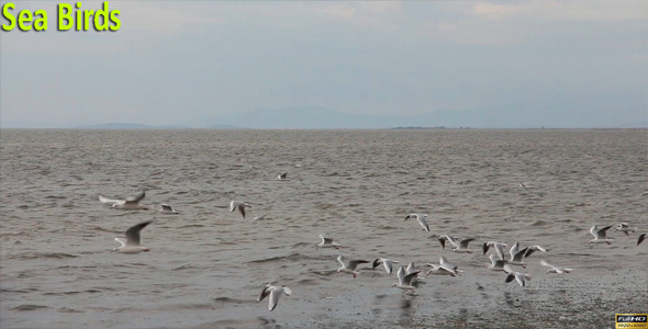 Sea Birds