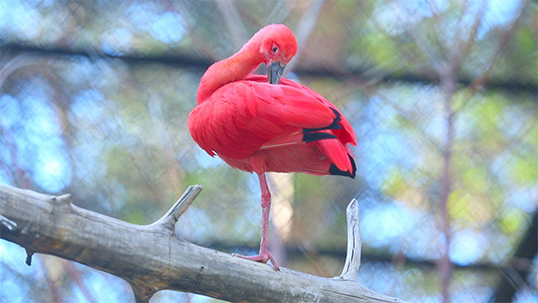 Scarlet Ibis