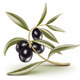 Black Olives Branch - GraphicRiver Item for Sale