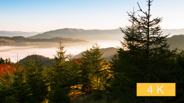 Mountains and Spruce and Fog