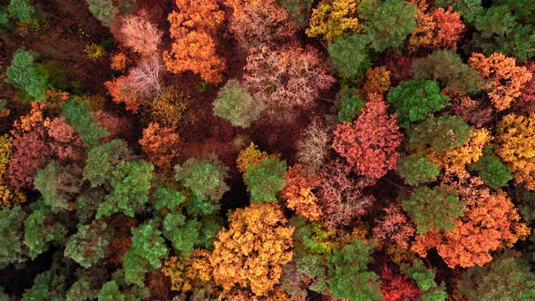 Autumn forest in Poland. Aerial view of wildlife