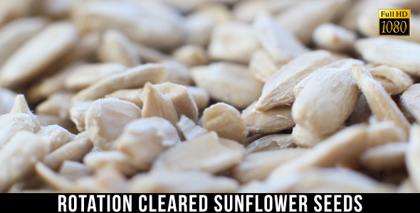 Cleared Sunflower Seeds 3