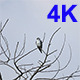 A Far Eagle 2 - VideoHive Item for Sale