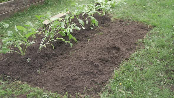 Gardener making row to plant turnips in field