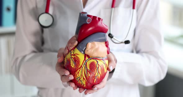 Doctor Holding Artificial Heart Model in Clinic Closeup  Movie Slow Motion