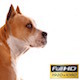 Staffordshire Terrier on White Background - VideoHive Item for Sale