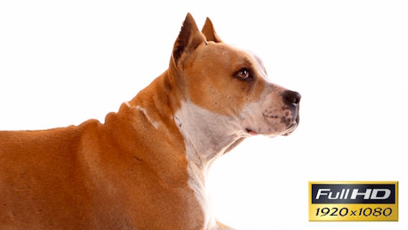 Staffordshire Terrier on White Background