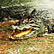 Crocodiles Life - VideoHive Item for Sale