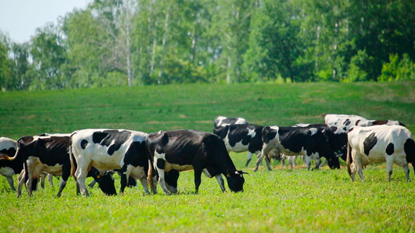 Herd Of Cows