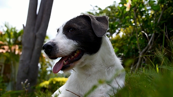 Dog in Grass