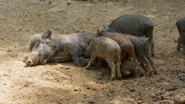 Wild boars walk through the forest. A flock of wild pigs is resting with their cubs.