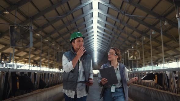 Livestock Team Walking Cowshed Aisle Inspecting Dairy Farm Facility Together