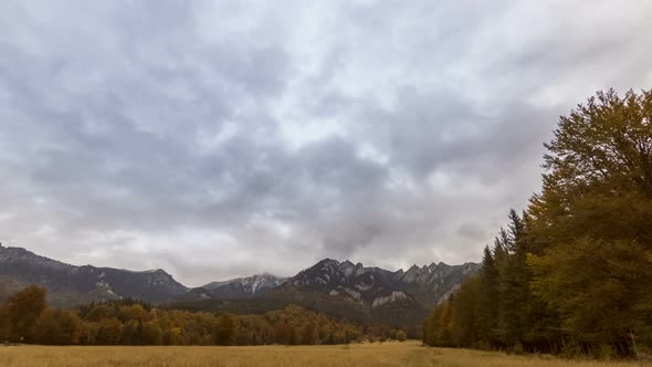 Autumn Forest