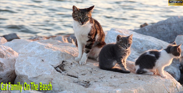 Cat Family On The Beach