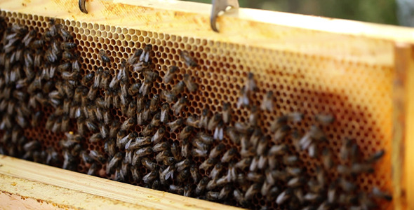 Removing Honeycomb