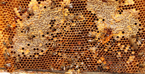 Showing Honeycomb