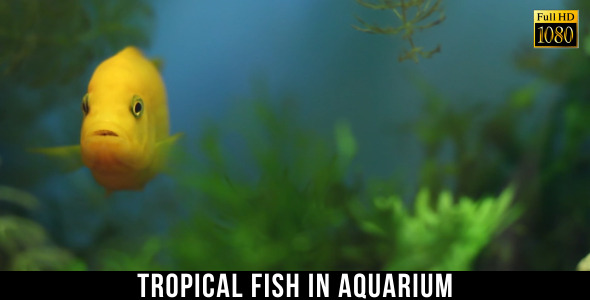 Tropical Fish In Aquarium 11