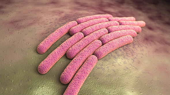 Colony of a Shigella Sonnei Bacteria