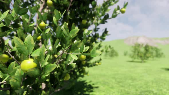 3d Closeup of Green Lemon Tree