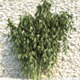 5 Groups of Bamboos - 3DOcean Item for Sale