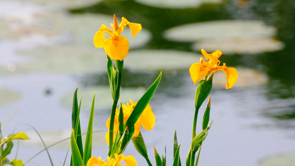 Irises On Lake