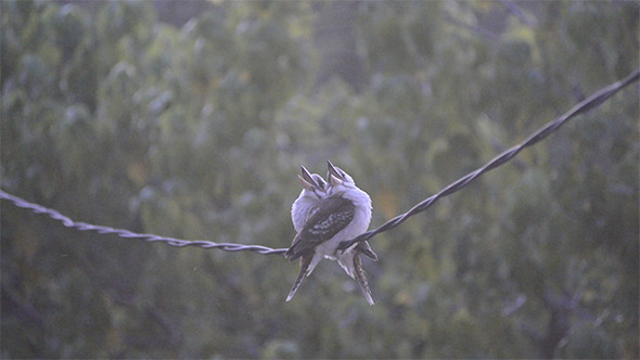 Kookaburra Birds On Wire