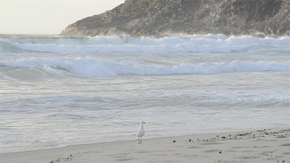 Seagull Beach