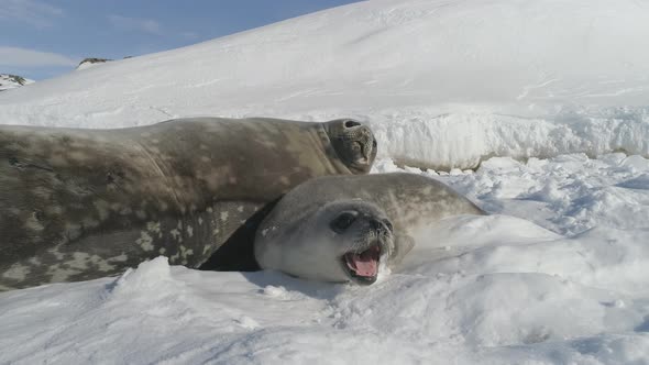 Close-up Baby, Adult Seal on Snow Antarctica Land.