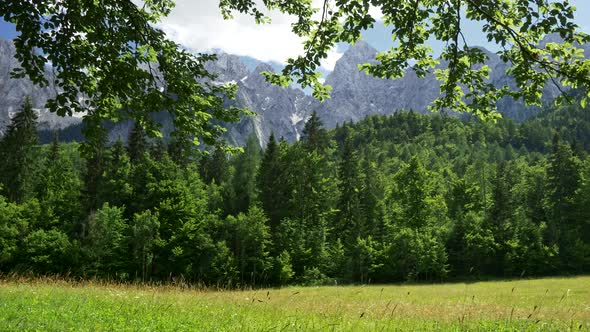 Triglav National Park, Slovenia, Green Meadow and Evergreen Forest Before Julian Alps Mountains That