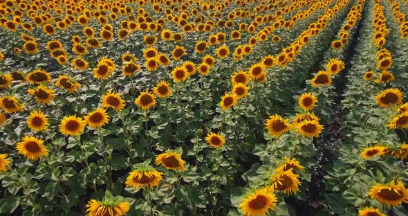 Aerial View Agriculture Field with Blooming Sunflowers