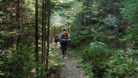 Tourists Walking By The Forest Road 3